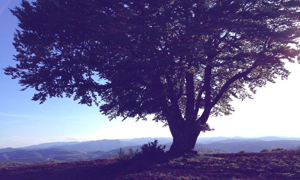 Arbre Méditation MBSR