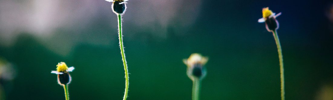 Atelier de soutien MBSr